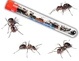 Nature Gift Store Live Ant Farm Ants Shipped Now: Ant Farm Kit Refill