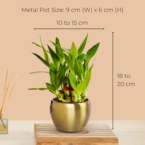 Image of Greenkin Lucky Bamboo Plant in Golden Metal Pot | Best Feng Shui Plant | Vastu Plants for Home | 2 Layer Lucky Bamboo Plant