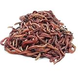 Se sirven en su propio lecho (caja de 1,5KG aproximadamente) para transporte y llegan en perfectas condiciones en un plazo de 24 horas. Se hacen envíos de lunes a jueves en envase totalmente reciclable o reutilizable.