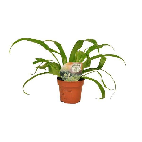 Nestfarn Asplenium Antiquum Zimmerpflanze Ø12 cm 30 cm