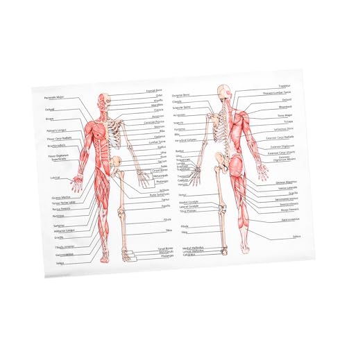 Affiche anatomique humaine du système squelette et muscle pour étude