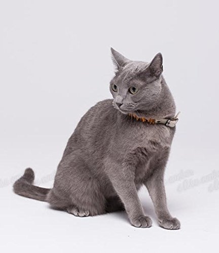 ilikeamber.com Bernsteinkette Hund, Zeckenschutz Katze & Hund, Bernsteinkette für Hunde & Katzen, 100% Baltischer Bernstein, Dog Collar