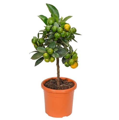 Naranjo Mini Natural Árbol Frutal de Interior