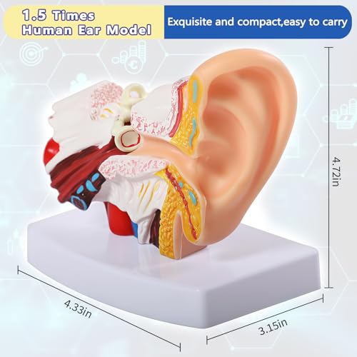 Image of 1.5 Times Human Ear Anatomy Model with Base, Professional PVC,Outer Middle Inner Ear Structure Simulation Model for Science Classroom,Teaching Demonstration,Human Anatomy Study