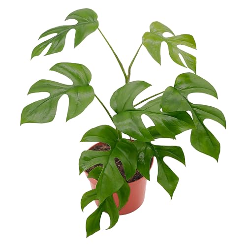 California Tropicals Tetrasperma - The Rare Mini Monstera Plant, Live 6' Indoor & Outdoor Houseplant, Easy Care & Purifying Air for Tiny Homes & Office Interior Garden