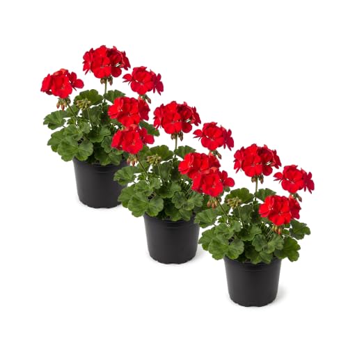 Live Flowering Zonal Geraniums - Red (3 Plants Per...