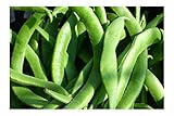 White Half Runner Green Bean 25 Seeds Garden Vegetable Pole Type Produces high yields 4' Gourmet...