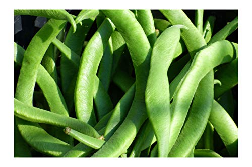 White Half Runner Green Bean 25 Seeds Garden Vegetable Pole Type Produces high yields 4' Gourmet...