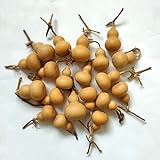 GHY Decor Natural Dry Bottle Cute Dried Gourd Ornament Adornment Decorative Practical Desktop Decor Original DIY Crafts (15 pcs)