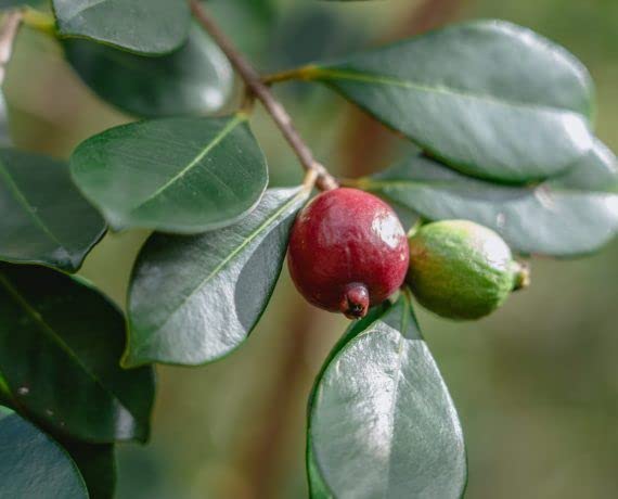 Image of Rare Red Strawberry Guava Cattley Guava Cherry Guava Hybrid Variety Live Plant Grafted Original Variety