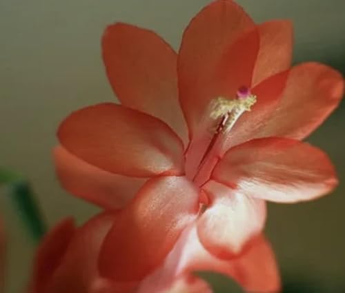 Live Christmas Cactus Plant in 4 Inch Pot, Holiday Succulent,