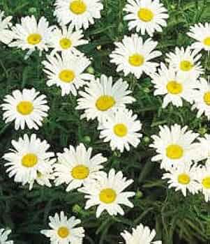 ARABIA エステリ \"Chrysanthemum leucanthemum\" Chrysanthemum leucanthemum (Ox-Eye Daisy) – MySeedsCo