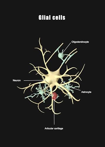 Image of Taanfu Body Educational Learning Anatomy Posters ，Glial cells Art cells Villi Anatomy Art Poster Digestive System Organs Illustration Small Intestine Physiology Anatomy Wall Art Villi