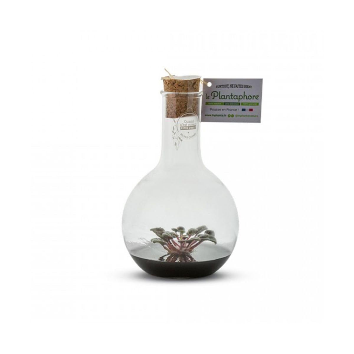Plantaphore St Paulia Noir 500 ml