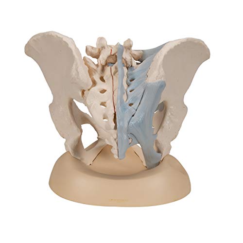 Image of 3B Scientific H20 /2 Female Pelvis w / Ligaments 3 Part - 3B Smart Anatomy