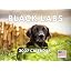 Black Lab