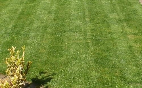 F&G Supplies 20kg sack of Proctors Autumn & Winter Lawn Feed with iron to kill moss - 571 sq m coverage