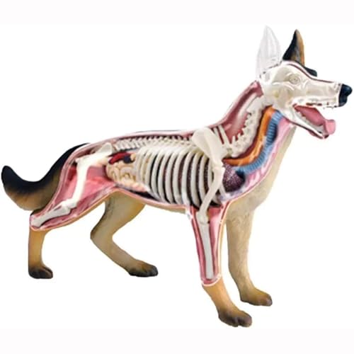 Modèle d'anatomie de chien en kit éducatif pour animer les cours de biologie à l'école
