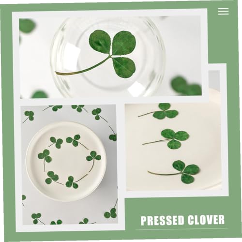 24 flores prensadas de trébol secas para manualidades miniatura 4