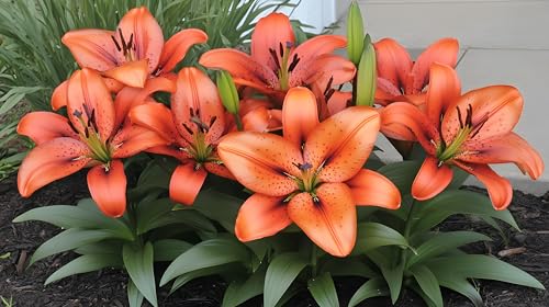 10 Asiatic Orange Lily Bulbs for Planting - Stunning Orange Color to Compliment and Garden or...