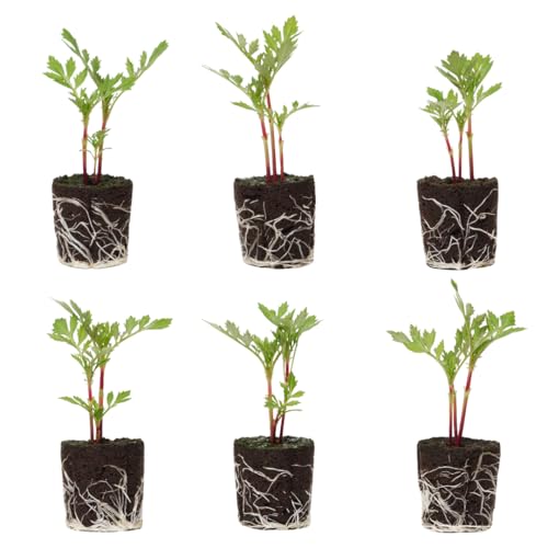Marigold Flower Seedlings: Ready-to-Plant, Starts, Starters, Plugs, Garden Ready, Live Plants, Transplants, Pre-Sprouted, Soil & Hydroponic Gardens ((36 seedlings))