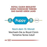 ROYAL CANIN Yorkshire Terrier Puppy Trockenfutter | Speziell für Yorkshire Terrier Welpen bis zum 10. Monat | Unterstützung der körpereigenen Abwehrkräfte | 4er Pack | 4 x 500 g