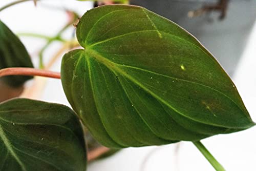 Philodendron Micans | Ø14 cm - Afbeelding 6