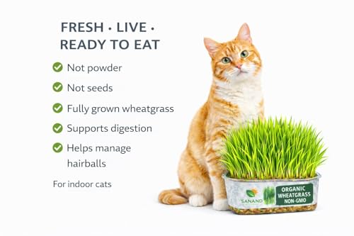 Image of Fresh Live Organic Wheatgrass - Ready to Eat Cat Grass for Indoor Cats & Pets | Grown Green Plant for Hairball Relief, Digestion & Teething | No Seeds, No Growing Needed