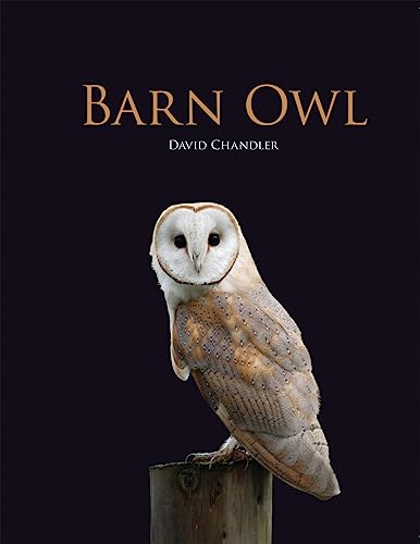 Barn Owl