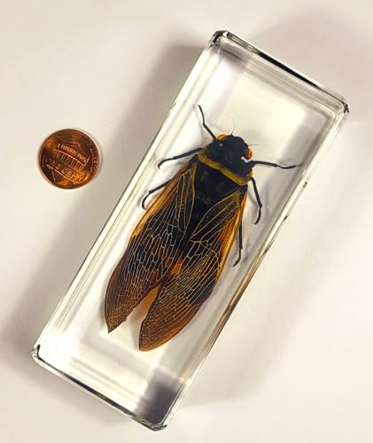 Image of 4.3 inch Real Giant Coconut Cicada in Crystal Clear Lucite Resin Paperweight Specimen Preserved Angamiana Floridula Taxidermy Collection for Biology Science Education & Desk Ornament Display Supplies