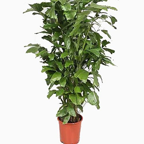Healthy Vibe Fishtail Palm (Caryota mitis) - Indoor Houseplant MACHLI PALM plant Fresh Green & Healthy Plant (B0B6G2544Z) Amazon Price History, Amazon Price Tracker