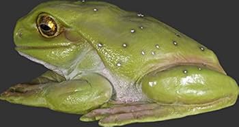 カエル 楽天市場】フロッグ リアルステンレスピアス/1個販売 20G 20