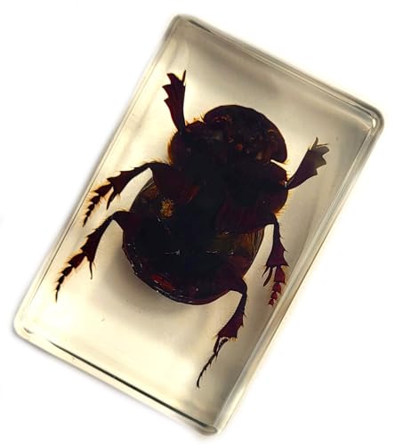 Image of 44mm Real Dung Beetle in Crystal Clear Lucite Resin Specimen Preserved Insect Taxidermy Crafts Collection for Biology Science Education & Desk Ornament Display Supplies Small Paperweight