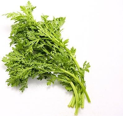 F1 Hybrid Shungiku Chrysanthemum Tong Ho Seeds For Garden
