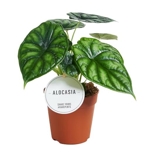Biotaurus Pflanzenliebe ● Natürliche Dünger-Alternative für Zimmerpflanzen auf Basis lebender Mikroorganismen ● 250ml 11 Alocasia Dragon Scale - Elefantenohr, Pfeilblatt - Rarität - Topf Ø 12 cm