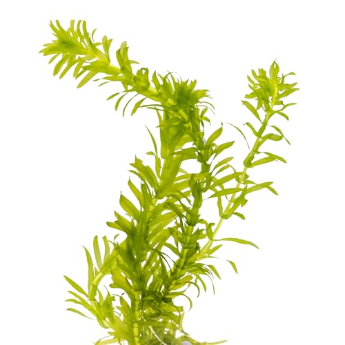 1 Portion Dichtblättrige Wasserpest, Egeria densa, Wasserpflanze für Urzeitkrebs Becken, Teich und Aquarium, anspruchslos und schnellwüchsig