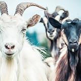  Brunello Cucinelli [Explicit]