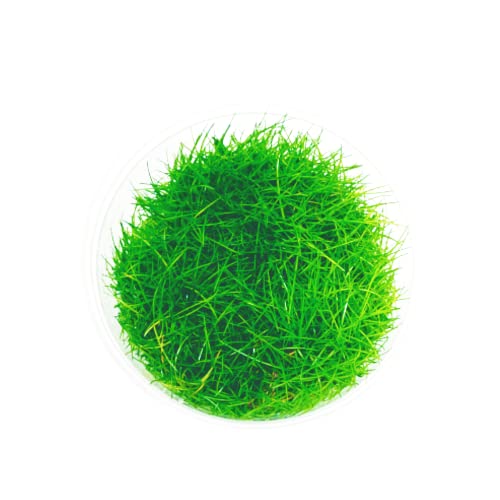 Planterest Hairgrass Dwarf Eleocharis Acicularis Tissue Culture