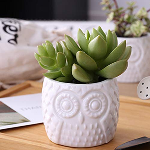 Pot de fleurs chouette et son plateau sur la table du salon moderne