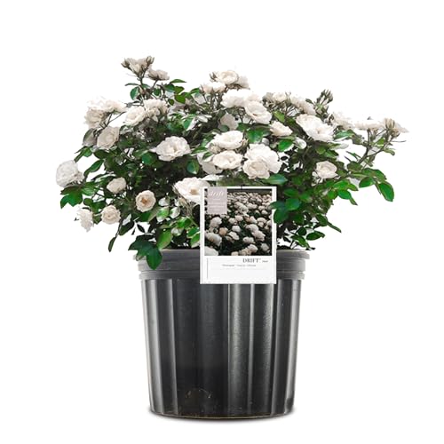 White Drift Rose 1 Gallon