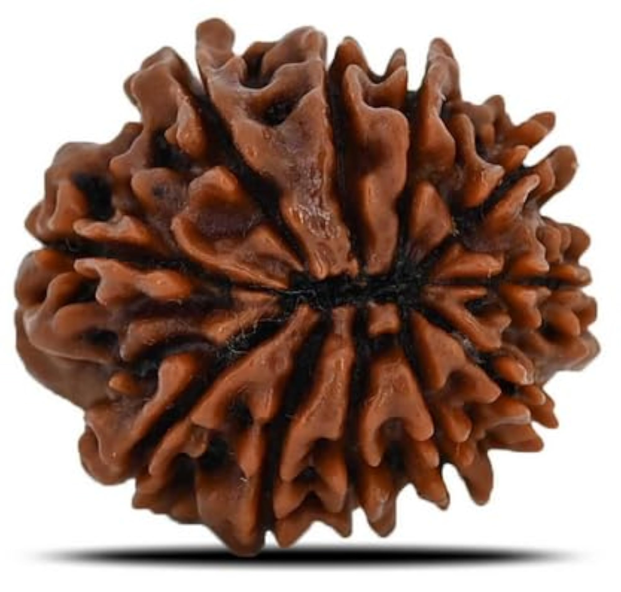 Genuine 11 Face Rudraksha Nepali Beads, Lab Certified Pendant