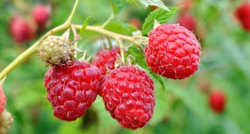100+ Red Raspberry Seeds: Grow Delicious Heirloom Berries (Non-GMO) 100+ Red Raspberry Seeds: Grow Delicious Heirloom Berries (Non-GMO)