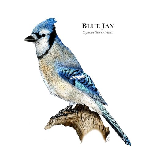 Taza de cerámica 11 oz CafePress Blue Jay miniatura 3