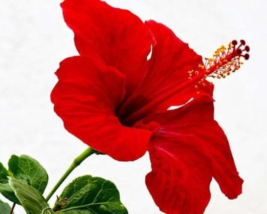 Natural health products Hibiscus Powder Organic, Rosa Sinensis, Shoeblackplant, Tea, Drinking, Eating, Herbal Hair Growth, Thicker & Stronger (100Gm) 1