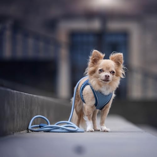 Max & Molly Tauleine Hund, 2m stufenlos verstellbare Hundeleine kleine Hunde leicht mit 2 Karabinern, nur 122 Gramm, Matrix 2.0, Sand/S, aus Nylon - Komfort für Dich und deinen treuen Begleiter