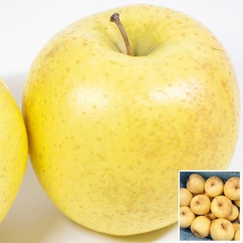 X   󂠂Eƒp 5kg ьyXYz AEgbgiTCYCyoדCEwsz