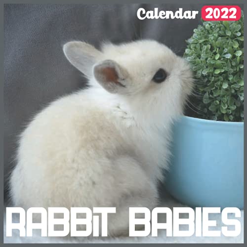 Rabbit Babies Calendar 2022: Official Baby Animals Calendar 2022, 18 Month Photo of cute Farm Animals calendar 2022, Mini Calendar