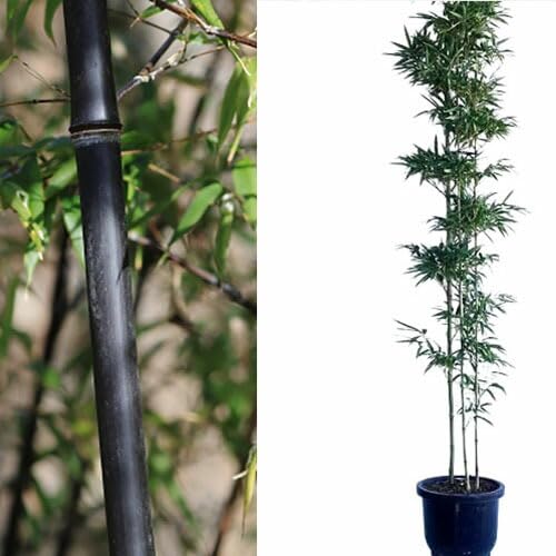 Amazon.co.jp: クロチク 高さ1.8m前後 30cm鉢 【 単 品