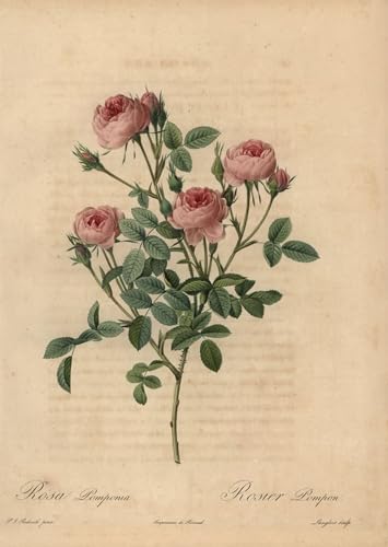 Carteles vintage de flores para salón: decora con la rosa centifolia de Redouté de 60x90