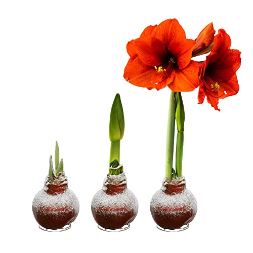 Snow Flecked Waxed Amaryllis Red 3-Pack